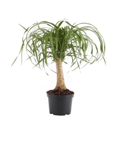 PONYTAIL PALM PLANT Custom product