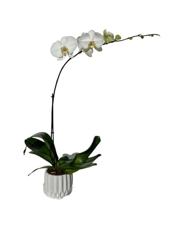 Single Stem Orchid Plant