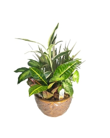 Dish Garden Plant