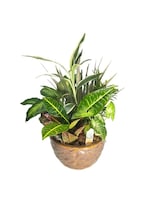 Small Dish Garden size,  inches height and  inches wide.