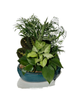 Medium Dish Garden size,  inches height and  inches wide.