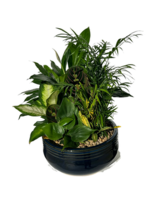 Large Dish Garden size,  inches height and  inches wide.