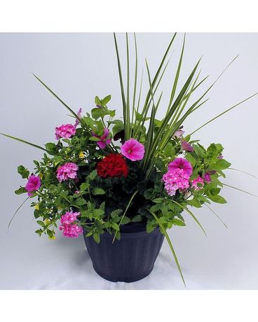 Mixed patio Planter 16