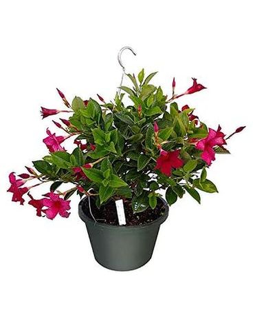 Mandevilla  hanging basket 11