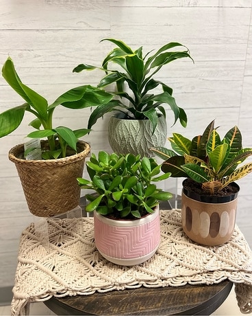 Tropical Plants Flower Arrangement
