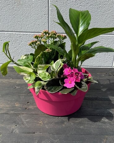 Flowering Planter Plant
