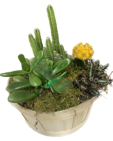 Cactus and Succulent Garden Dish Garden Plant