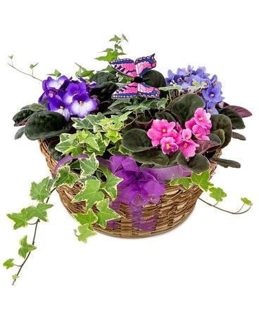 Grandma's Violets and Butterflys Plant