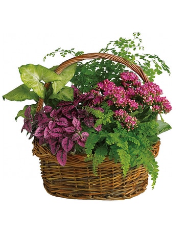 secret garden Dish Garden Plant
