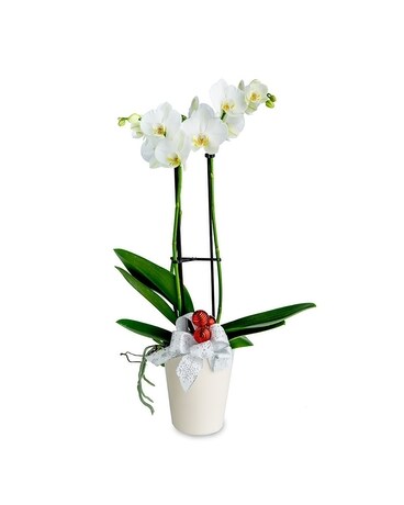 Holiday Orchid Plant Plant