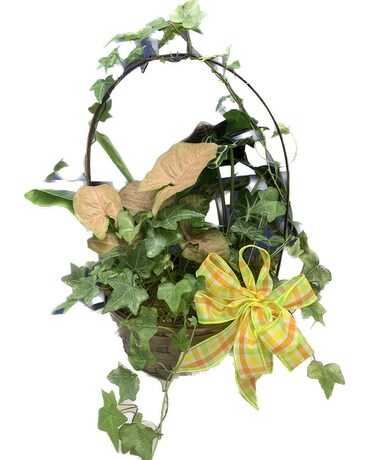 secret garden Dish Garden Plant