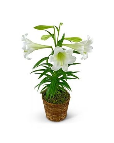 Miss Peculiar Giant Hybrid Lily| K. van Bourgondien Wholesale
