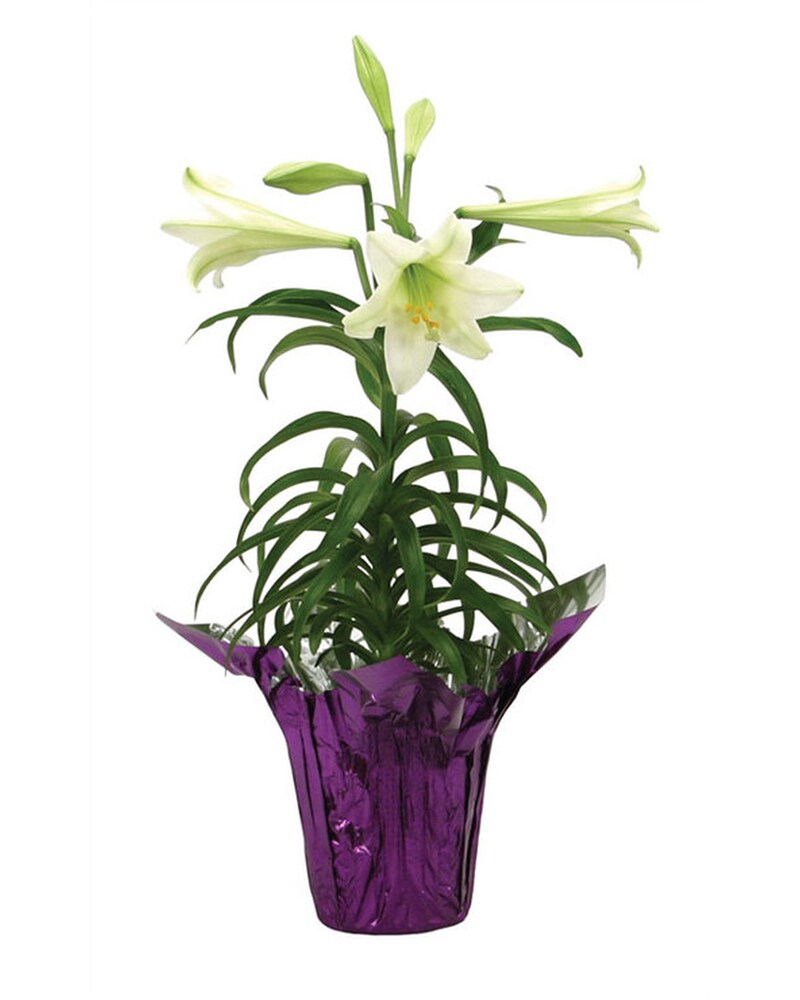 Easter Lily in Wichita Falls TX - Mystic Floral & Garden