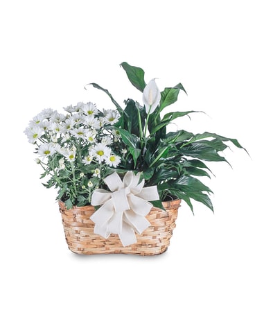Blooming and Green Plant Combination Flower Arrangement