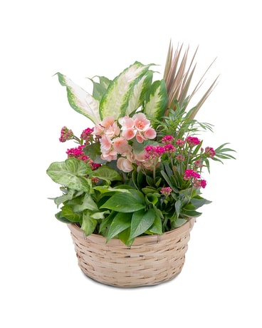Lush Dish Garden Flower Arrangement