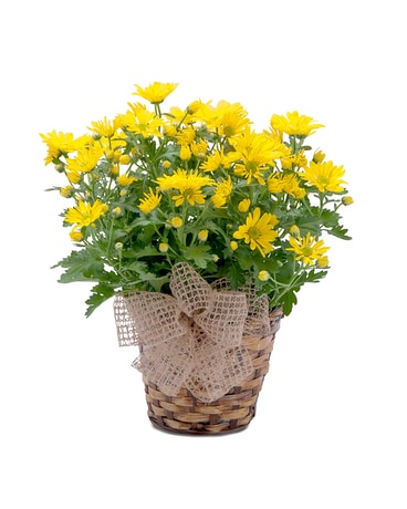 Happy Days Flower Arrangement