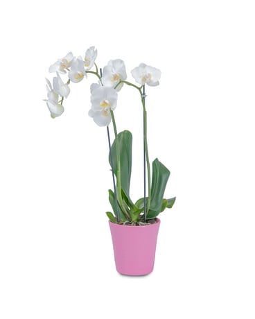 White Elegance Orchid in Pink Flower Arrangement