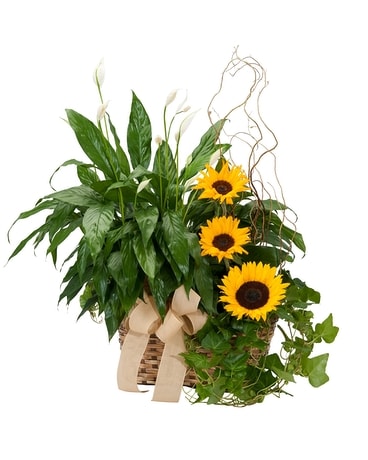 Plants and Sunshine Flower Arrangement