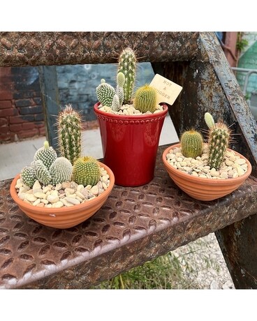 Desert Garden Dish Garden Plant