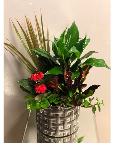 Galvanized Garden Dish Garden Plant