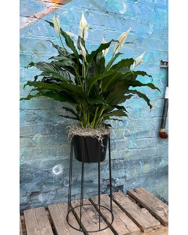 Modern Peace Lily Plant