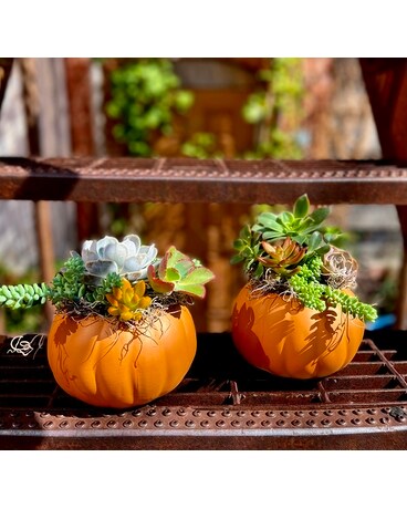 Pumpcullent Plant