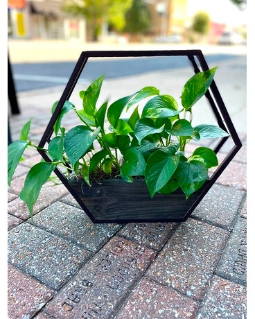 Octogon Pothos Flower Arrangement