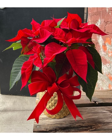 Pretty Poinsettia Plant