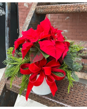 Holiday Poinsettia Plant