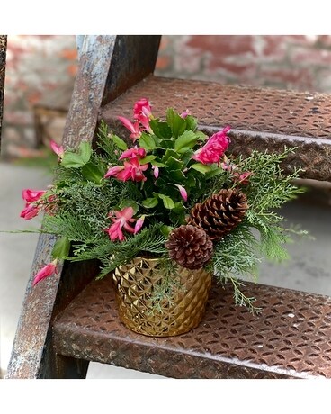 Christmas Cactus Plant