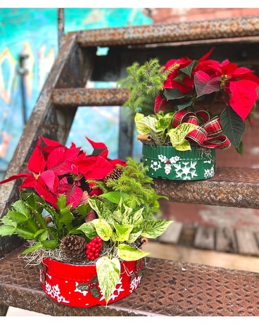 Holly Day Basket Plant