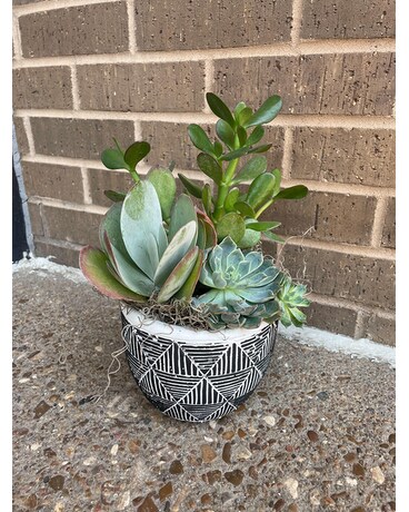 Sweet Succulent Flower Arrangement