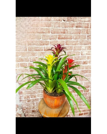 Triple Bromeliad Plant