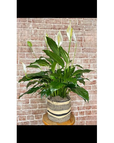 Stunning Peace Lily Plant