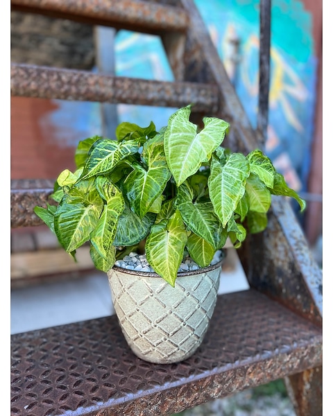 sunset jade plant Sunset Jade Houseplant main image 0