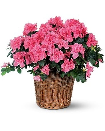 Pink Azalea Flower Arrangement