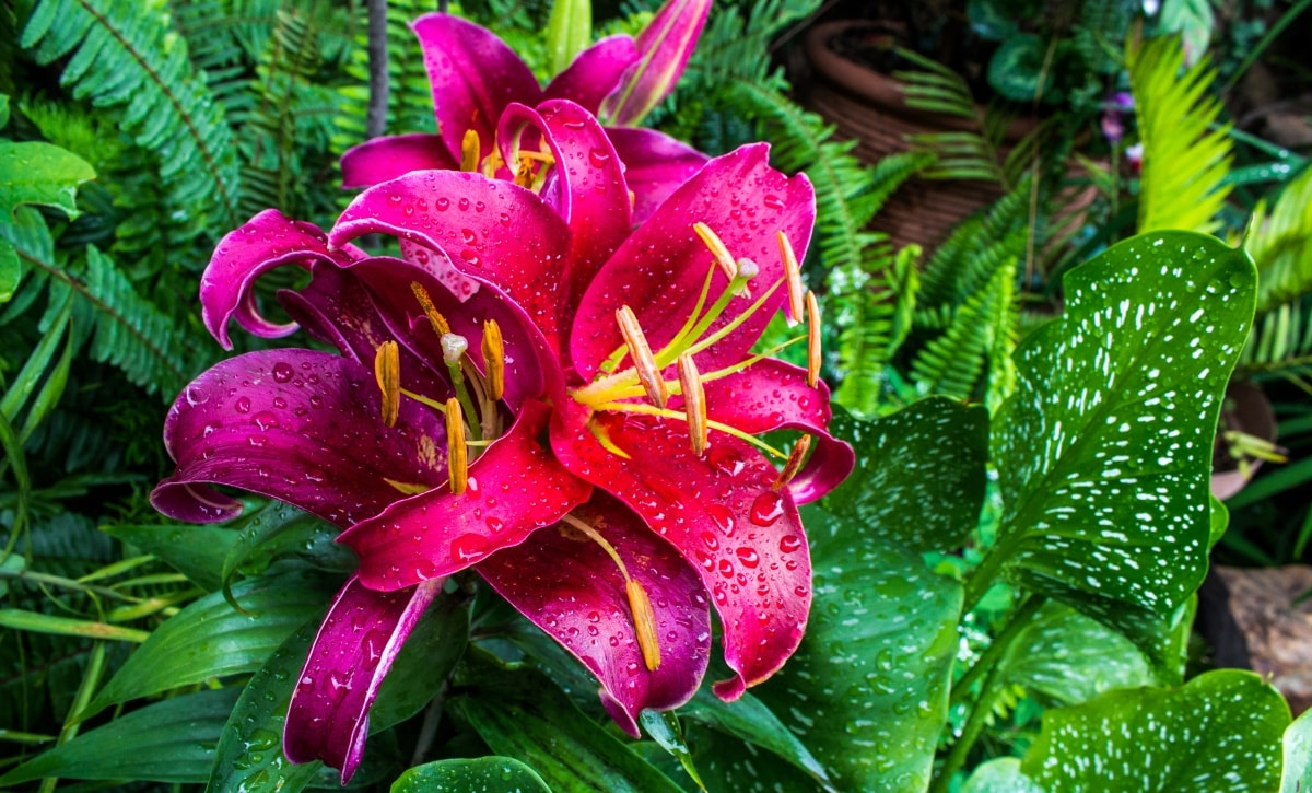 Oriental vs. Asiatic Lilies: Dee's Guide to Choosing the Perfect Spring Lily