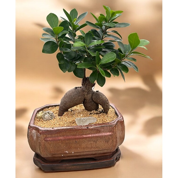 Ficus Bonsai in Naples FL - Driftwood Garden Center & Florist
