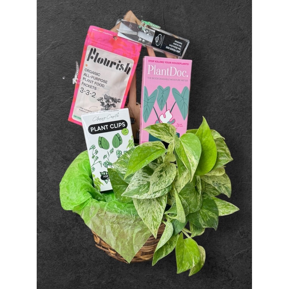 House Plant Mama in Naples FL - Driftwood Garden Center & Florist