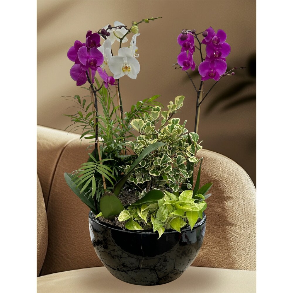 Hilda's Dishgarden in Naples FL - Driftwood Garden Center & Florist