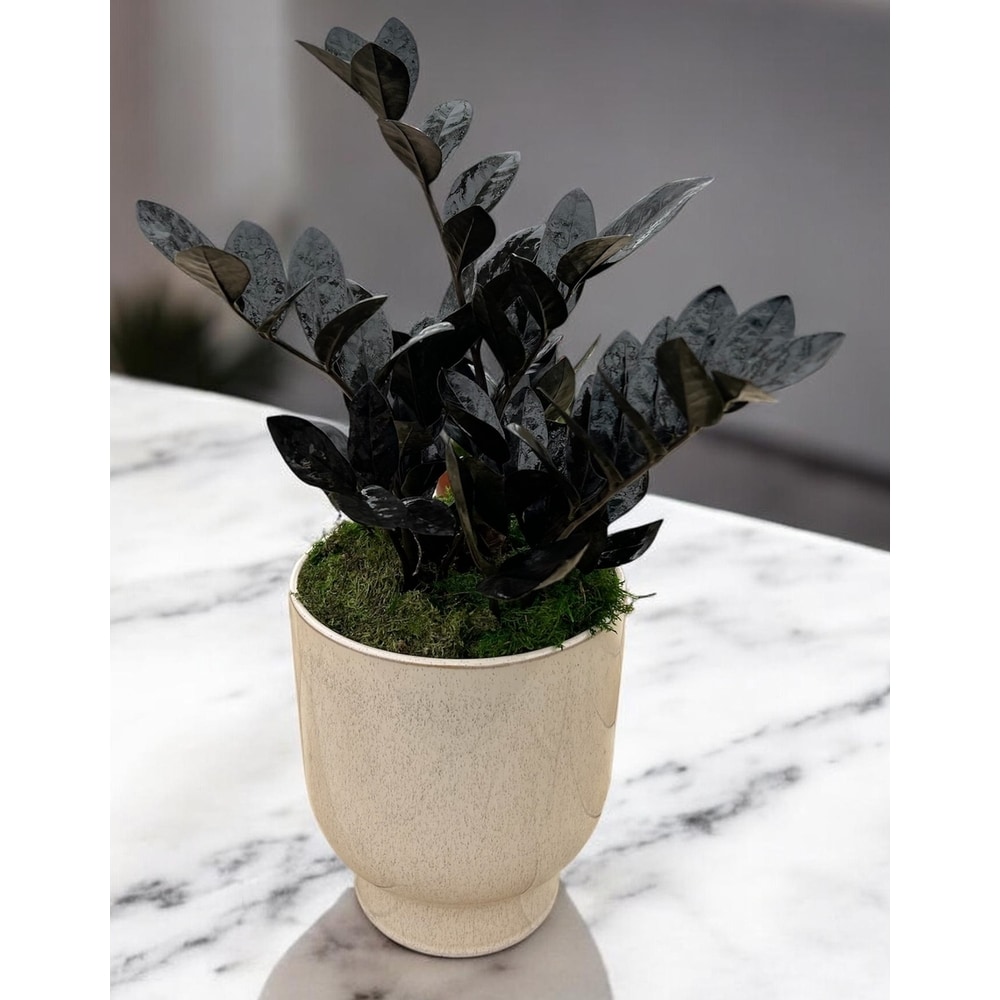 Black Mamba in Naples FL - Driftwood Garden Center & Florist