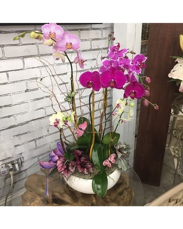 Butterflies & Orchids Plant