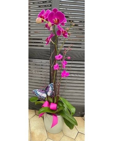 Butterfly Brilliance Plant