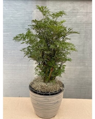 Simply Zen Plant