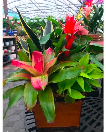 Bodacious Bromeliad Planter Plant