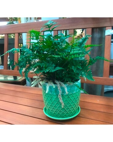 Your Lucky Day Plant