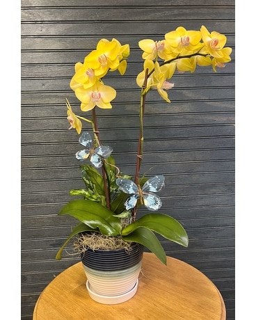 Don't make mama blue Plant