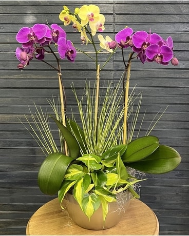 Orchids in color Plant