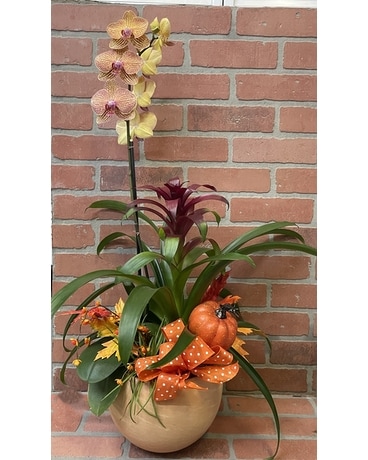 Fall in Naples Plant