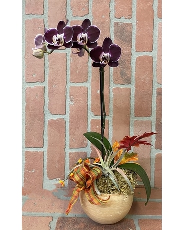 Painted Autumn Plant
